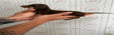 Teckel Miniatura Cachorro 1