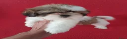Shih Tzu perros en venta: Shitzhu  - Anuncio 1