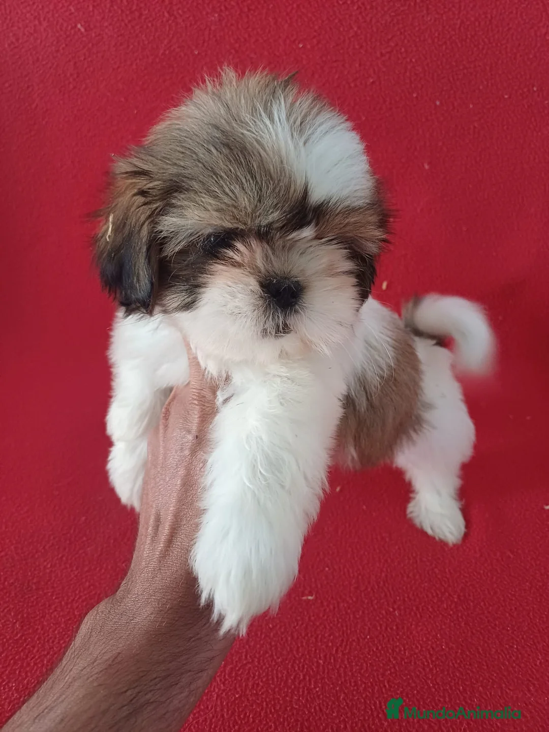 Shih Tzu perros en venta: Shitzhu  - Anuncio 1
