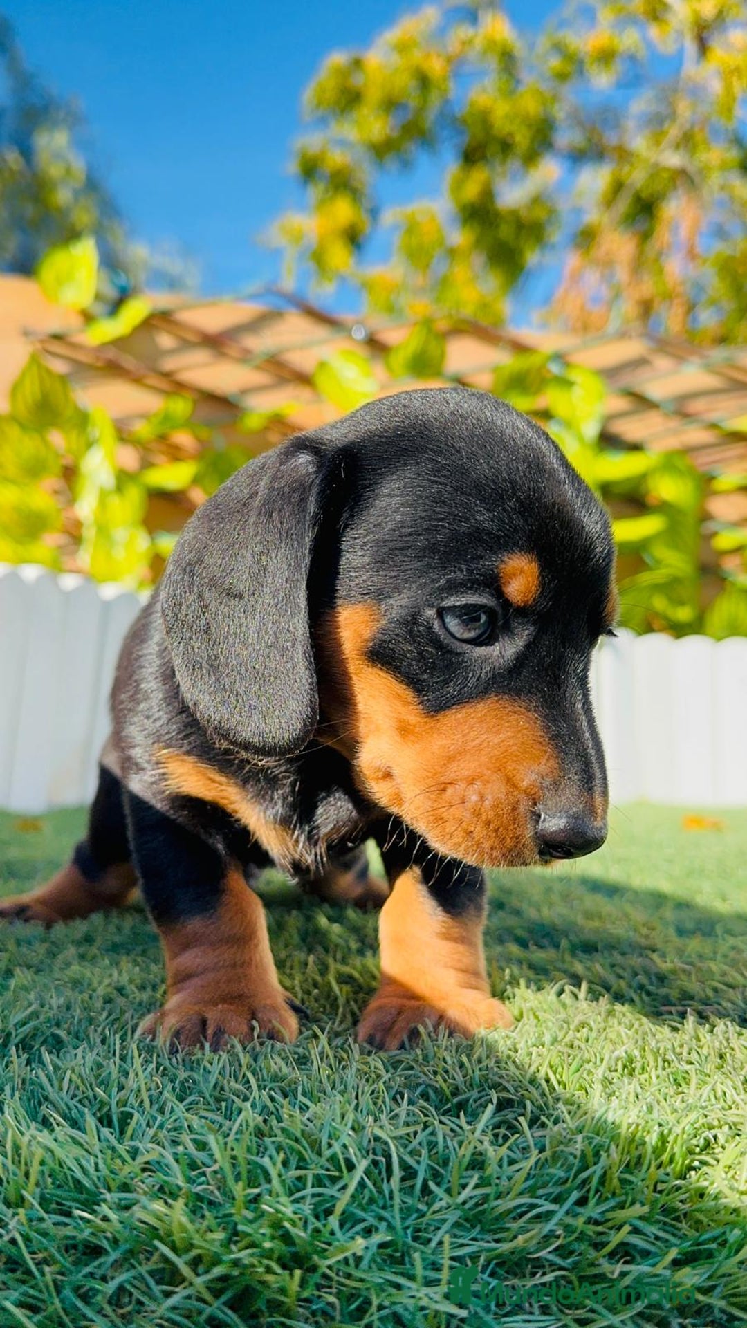 Teckel Miniatura perros en venta: TECKEL MINIATURA - Anuncio 13