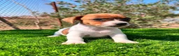 Jack Russell Terrier perros en venta: JACK RUSSEL PATA CORTA DISPONIBLES  - Anuncio 6