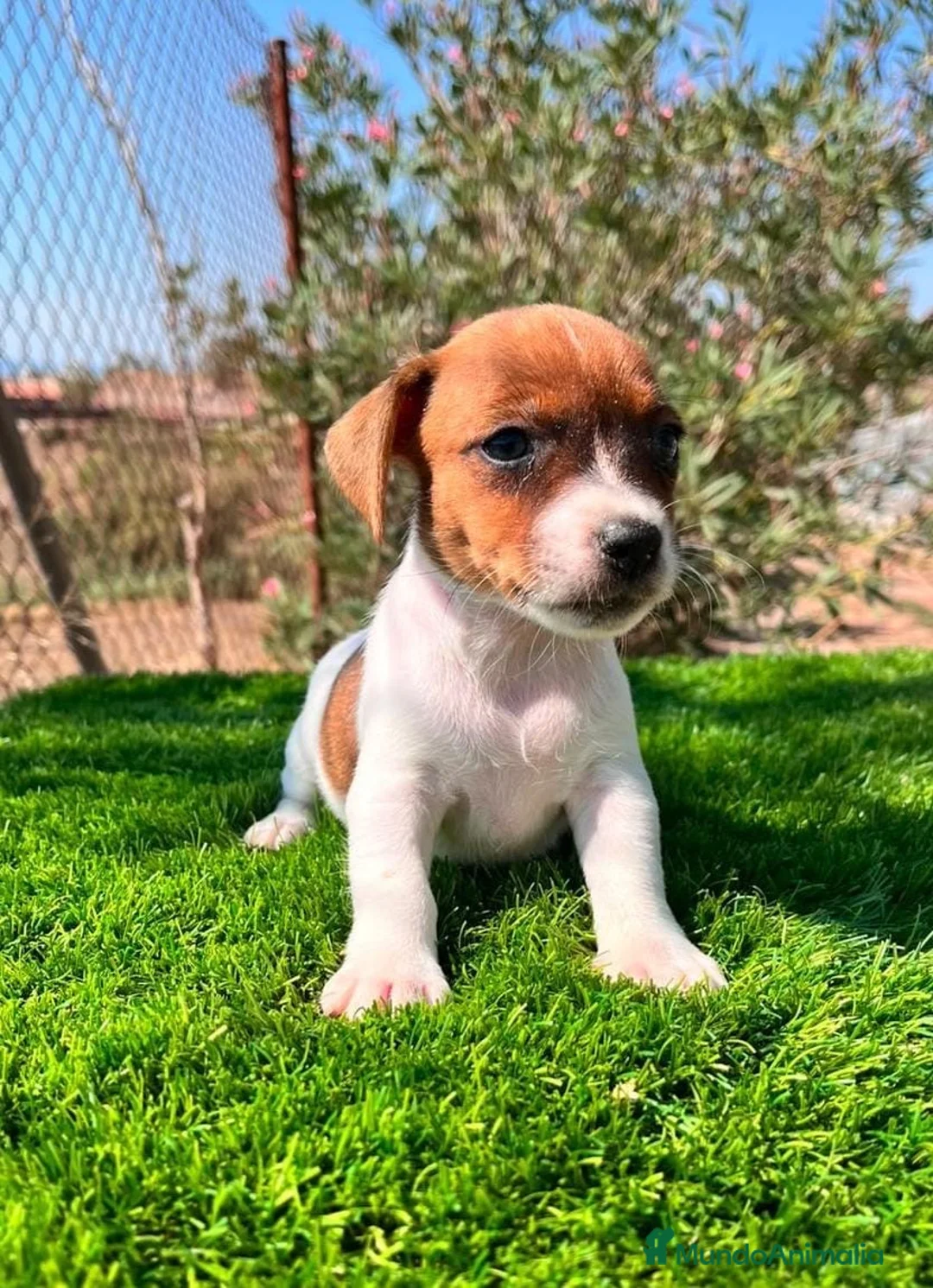 Jack Russell Terrier perros en venta: JACK RUSSEL PATA CORTA DISPONIBLES  - Anuncio 6