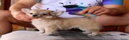Chihuahua perros en venta: Chihuahua macho de pelo largo - Anuncio 5