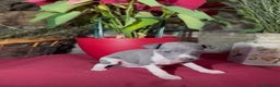Whippet perros en venta: Whippet blue y Verdino  - Anuncio 18