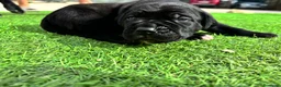 Cane Corso perros en venta: Cane Corso  - Anuncio 3