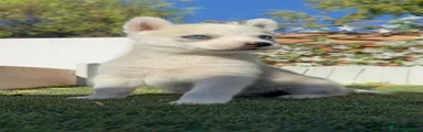 Husky Siberiano 4