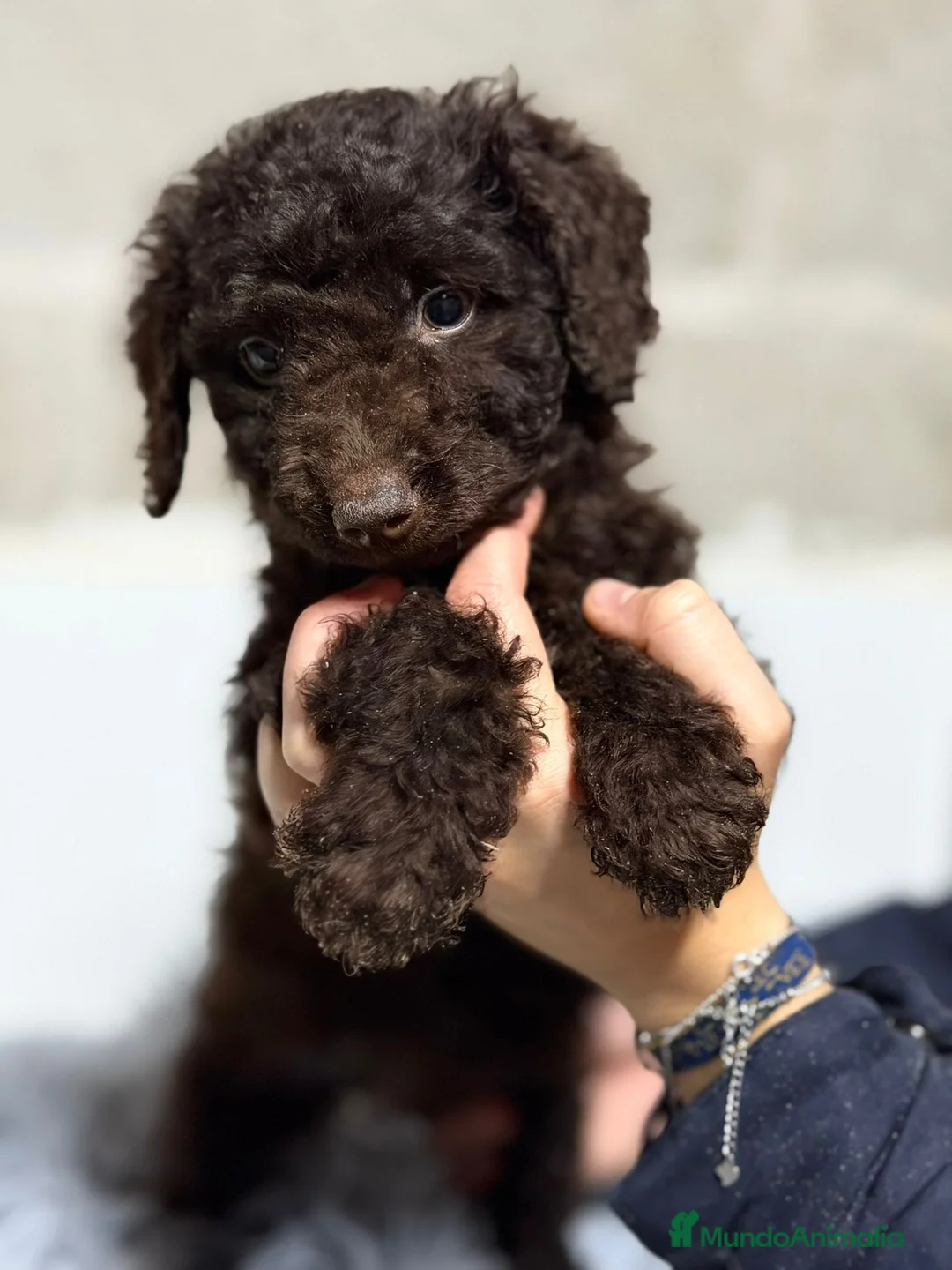 Perro de Agua Español perros en venta: PERRO DE AGUA CHOCOLATE - Anuncio 2