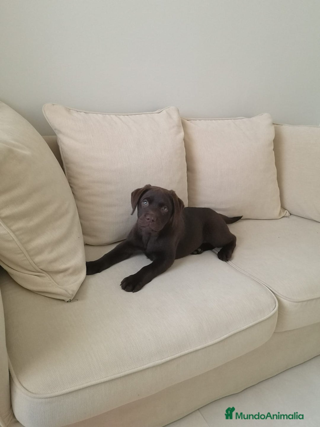 Labrador Retriever perros en venta: Cachorros de labrador chocolate top - Anuncio 6