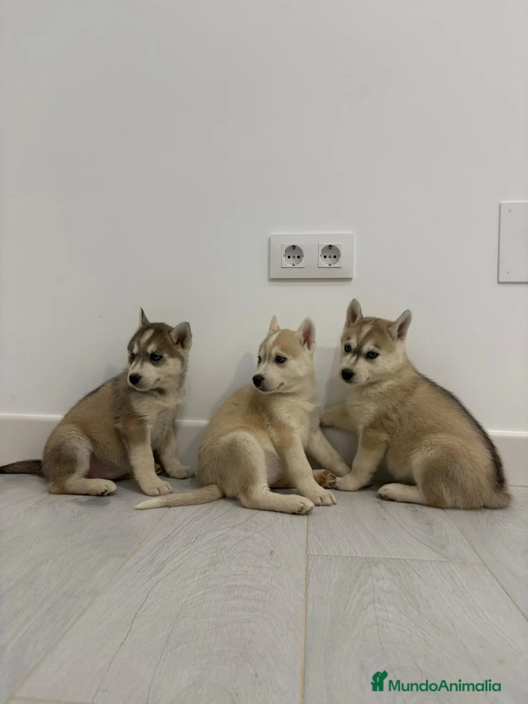 Husky Siberiano perros en venta: Cachorros husky siberianos  - Anuncio 5