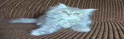 Británico de Pelo Largo gatos en venta: Gatcot.com - Anuncio 5