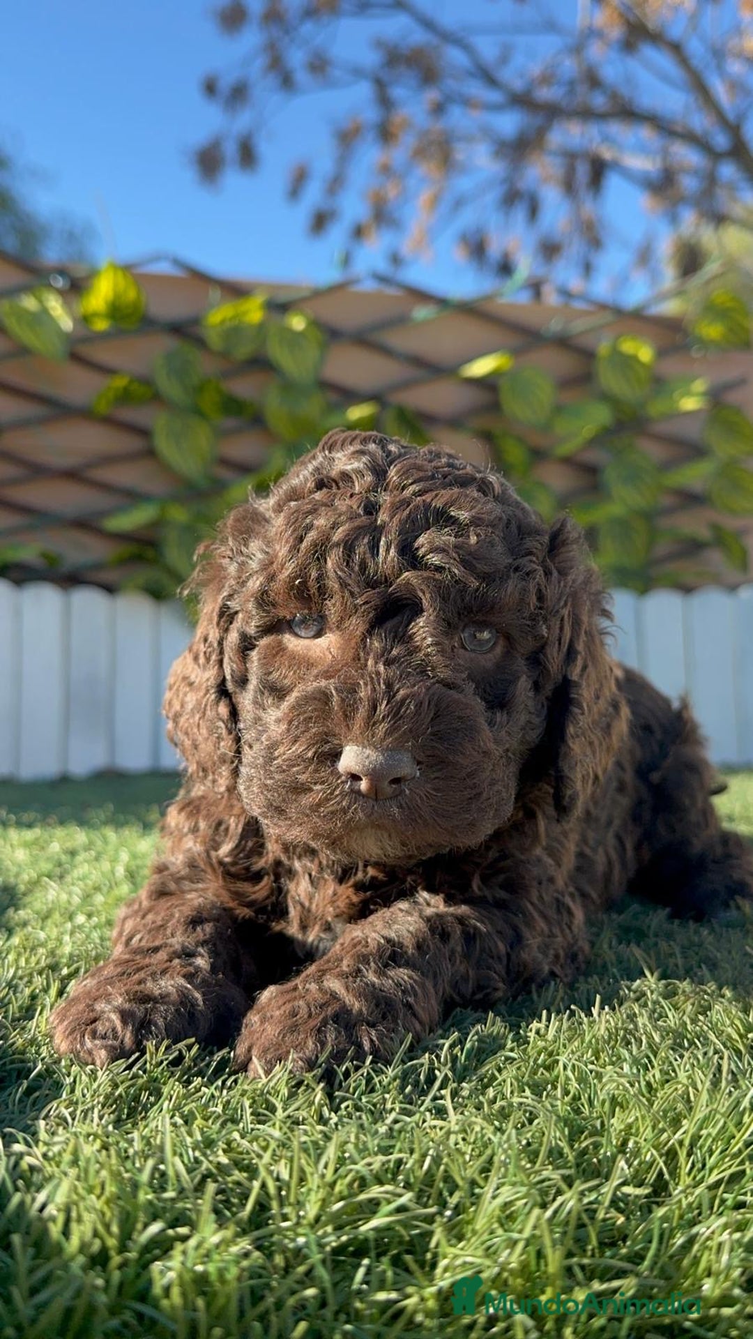 Perro de Agua Español perros en venta: PERRO DE AGUA ESPAÑOL - Anuncio 18