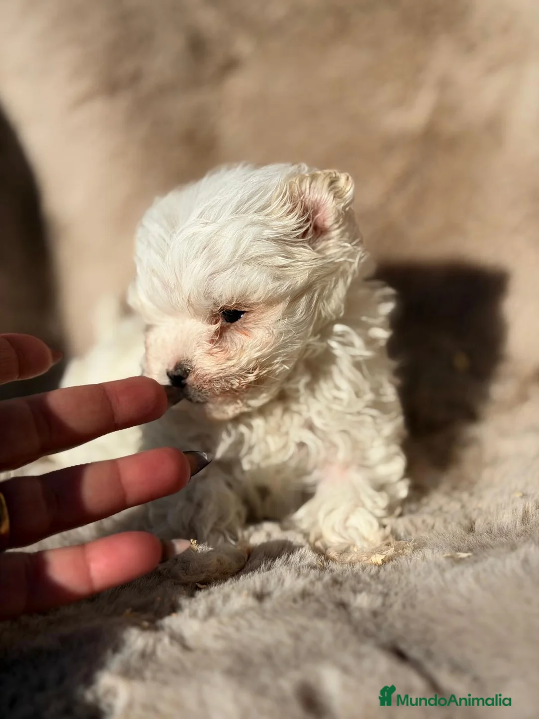 Bichón Maltés perros en venta: MALTES COREANO DIMINUTO - Anuncio 2