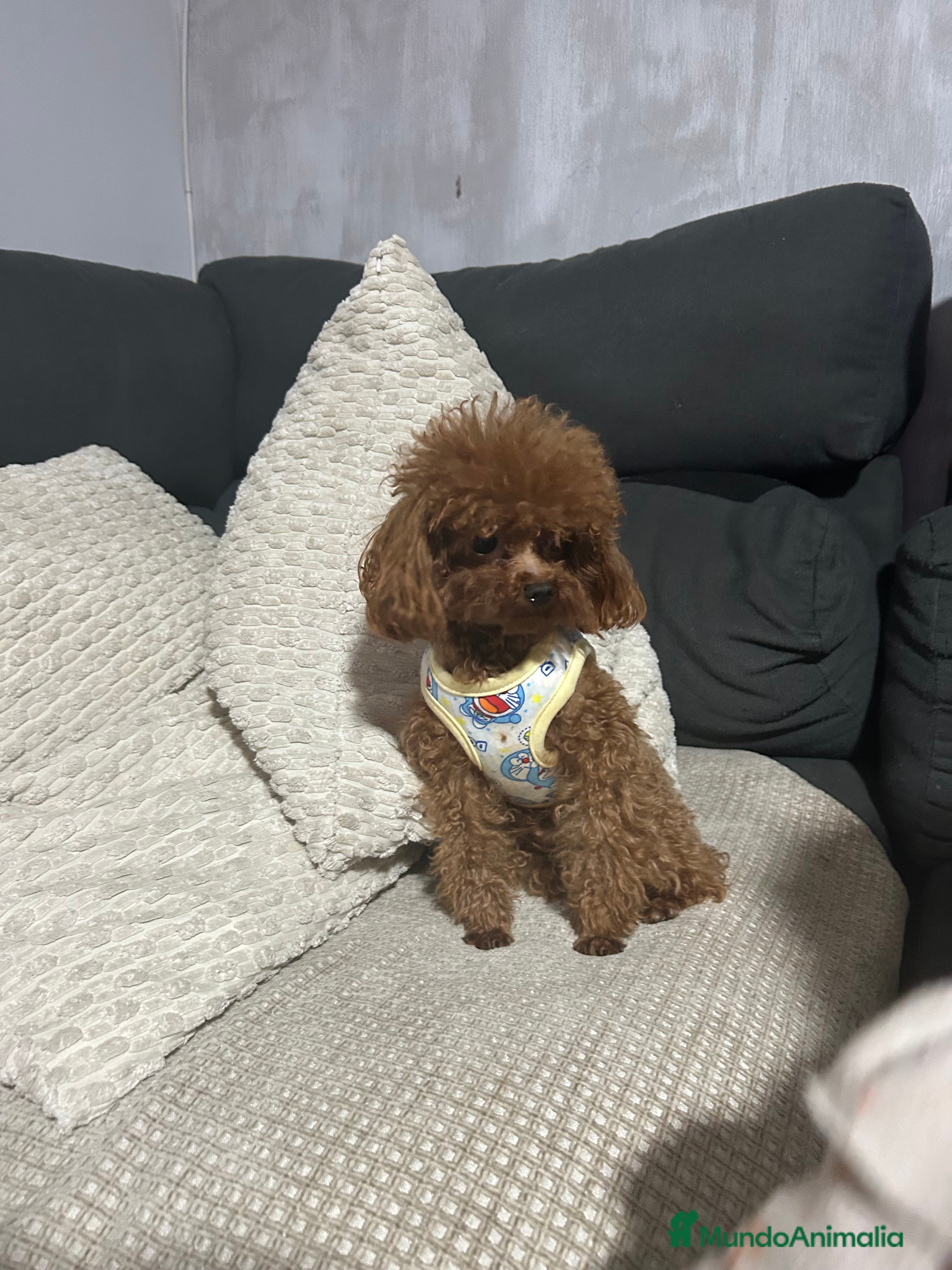 Caniche Toy perros Caniche toy del Valle  - Anuncio 21