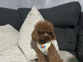 Caniche Toy perros Caniche toy del Valle - Anuncio 12