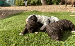 Perro de Agua Español perros en venta: Camada de perros de agua - Imagen 1