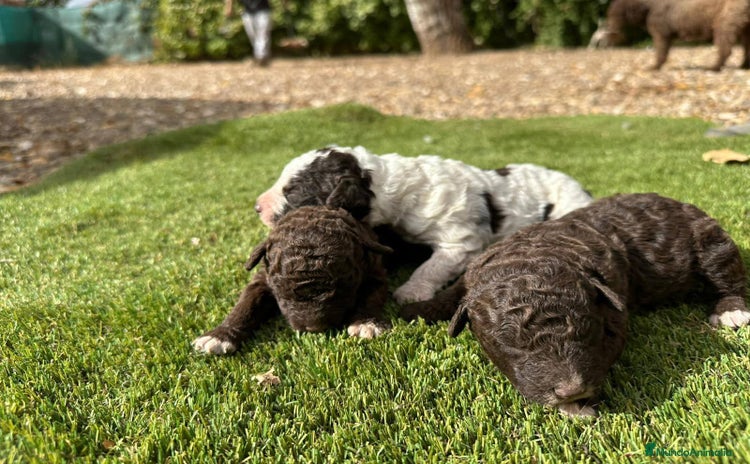 Perro de Agua Español perros - Anuncio 6