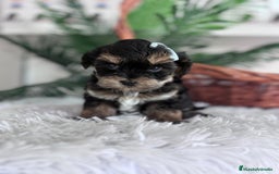 Raza Mixta perros en venta: YORKIPOO - Anuncio 12