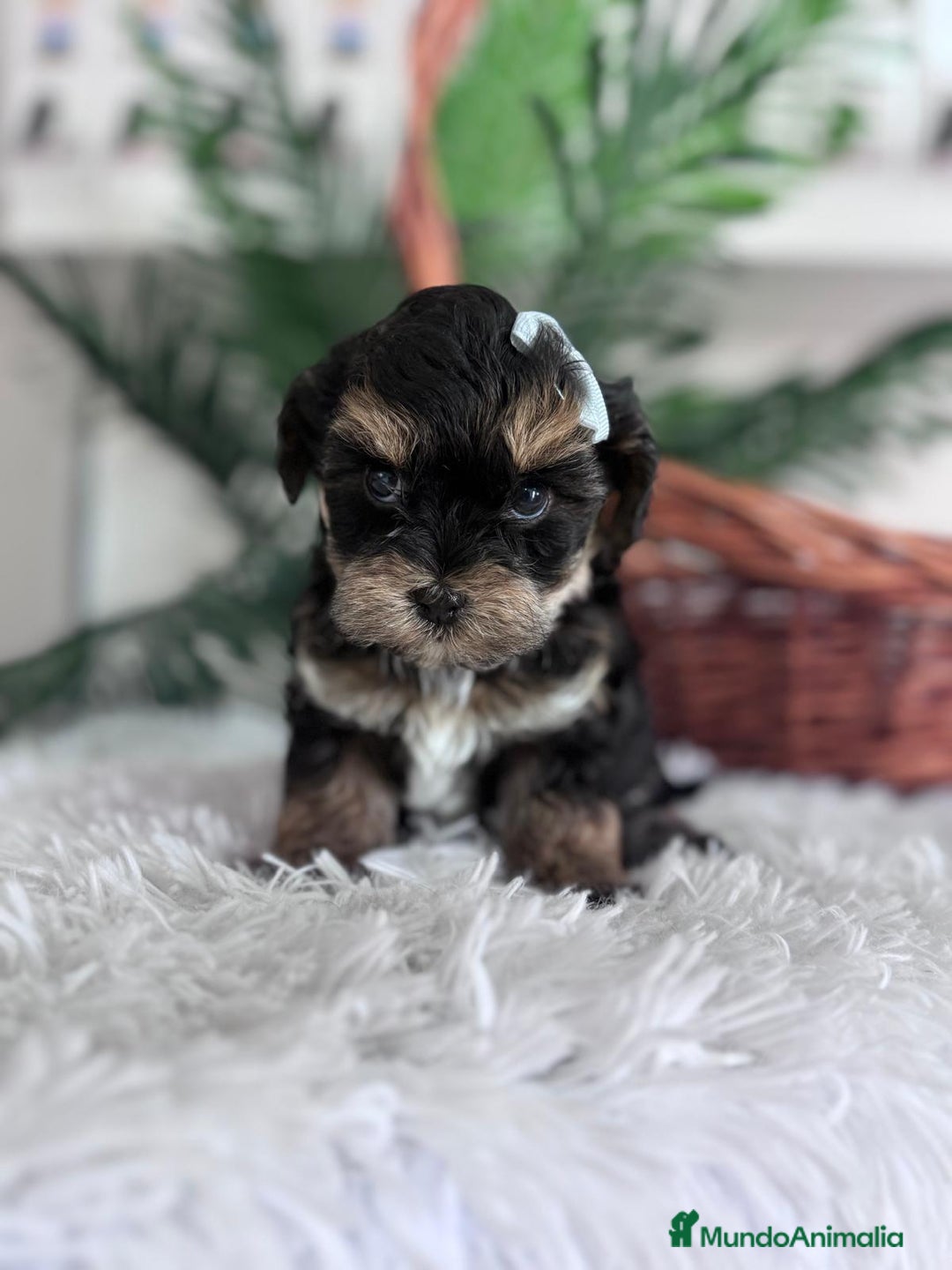 Raza Mixta perros en venta: YORKIPOO - Anuncio 12