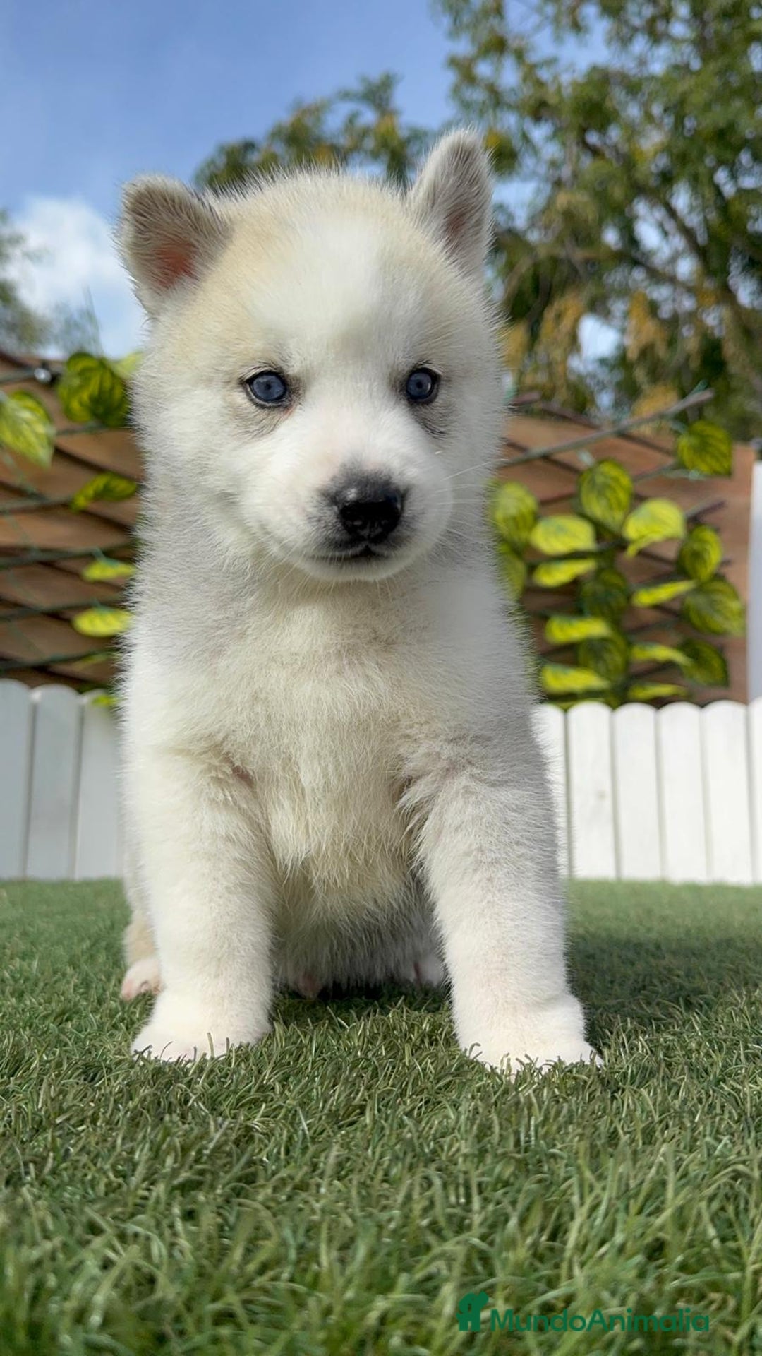 Husky Siberiano perros en venta: HUSKY - Imagen 10