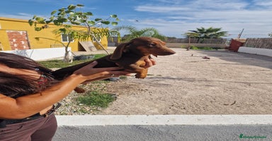 Teckel perros - Anuncio 5