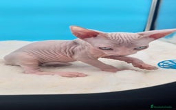 Sphynx gatos en venta: Machito ojos claros  - Imagen 6