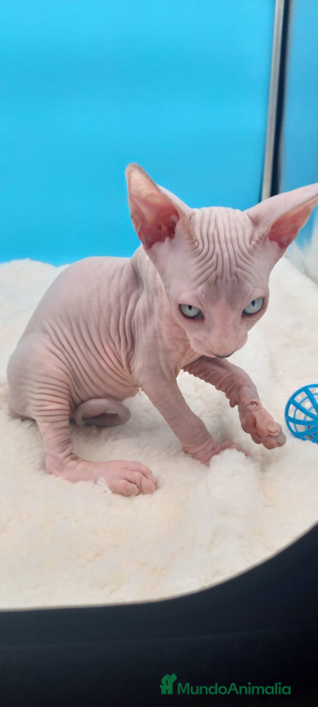 Sphynx gatos en venta: Machito ojos claros  - Imagen 6