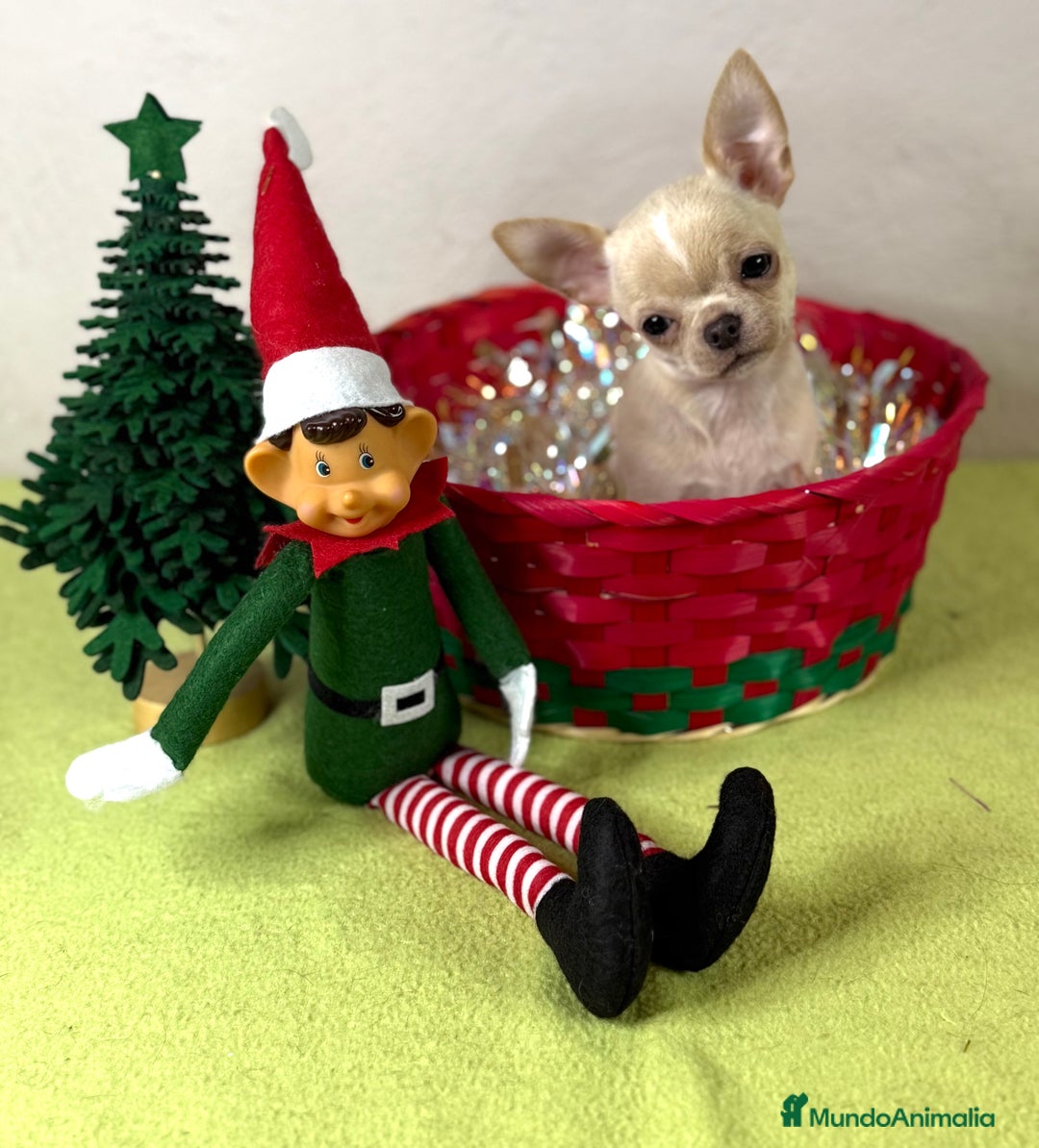 Chihuahua perros en venta: Excelentes chihuahuas machos - Anuncio 6