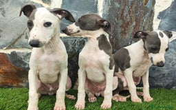 Whippet perros en venta: WHIPPET MACHOS Blanco y blue  - Anuncio 9