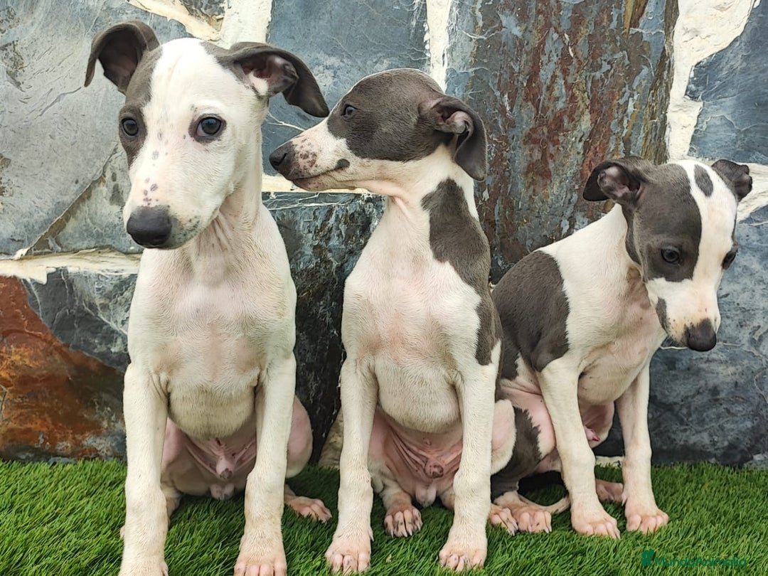 Whippet perros en venta: WHIPPET MACHOS Blanco y blue  - Anuncio 9