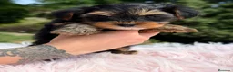 Yorkshire Terrier perros en venta: Yorki Toy hembra  - Anuncio 7