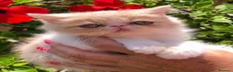 Exótico de Pelo Corto gatos en venta: PERSA EXÓTICA PELO CORTO - Anuncio 2