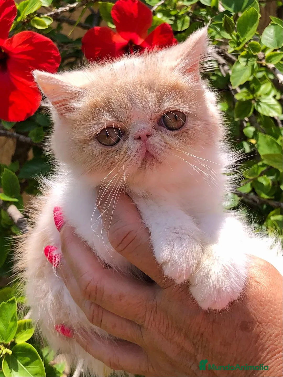 Exótico de Pelo Corto gatos en venta: PERSA EXÓTICA PELO CORTO - Anuncio 2