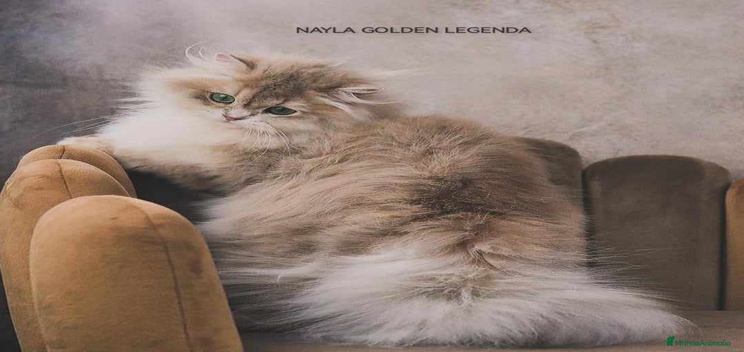 Imagen de galería {{count}}