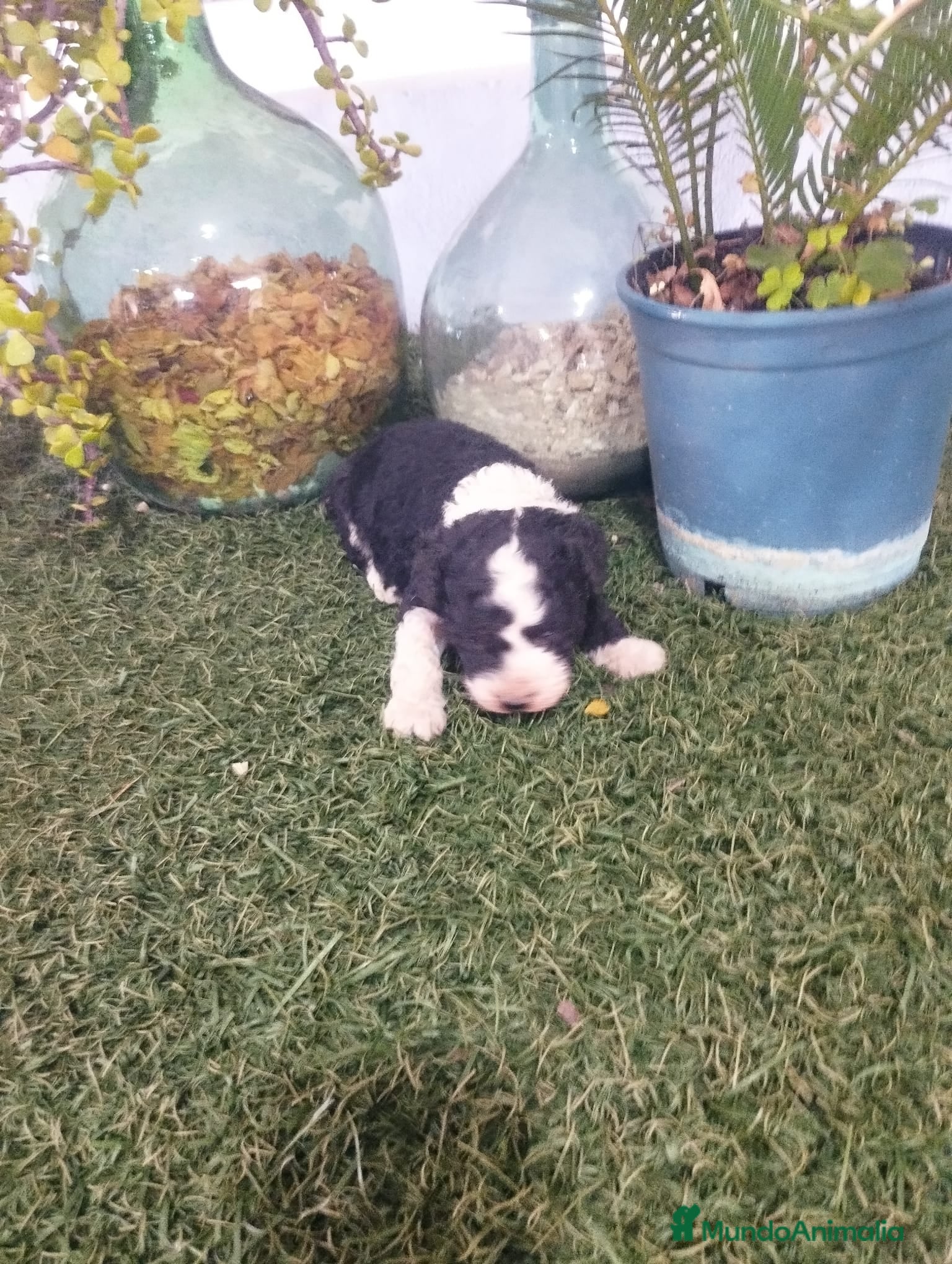 Perro de Agua Español perros Espectacular camada  - Anuncio 2