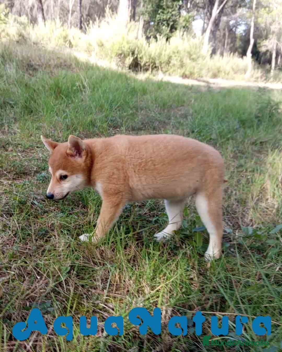 Shiba Inu perros en venta: Shiba Inu Hembra de Alba y Simbad 1722 AQUANATURA - Anuncio 4