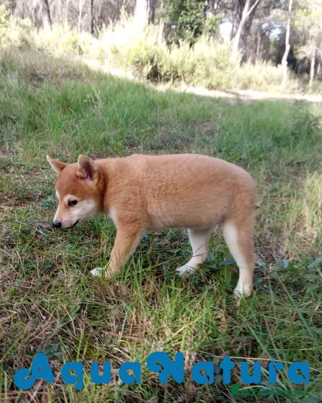 Shiba Inu perros en venta: Shiba Inu Hembra de Alba y Simbad 1722 AQUANATURA - Anuncio 4