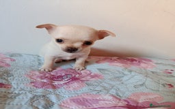 Chihuahua perros en venta: Chihuahua toy en Valencia  - Imagen 5