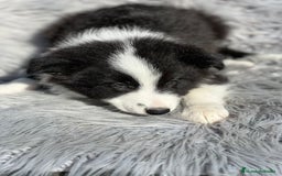 Border Collie perros en venta: Border collie  - Imagen 8