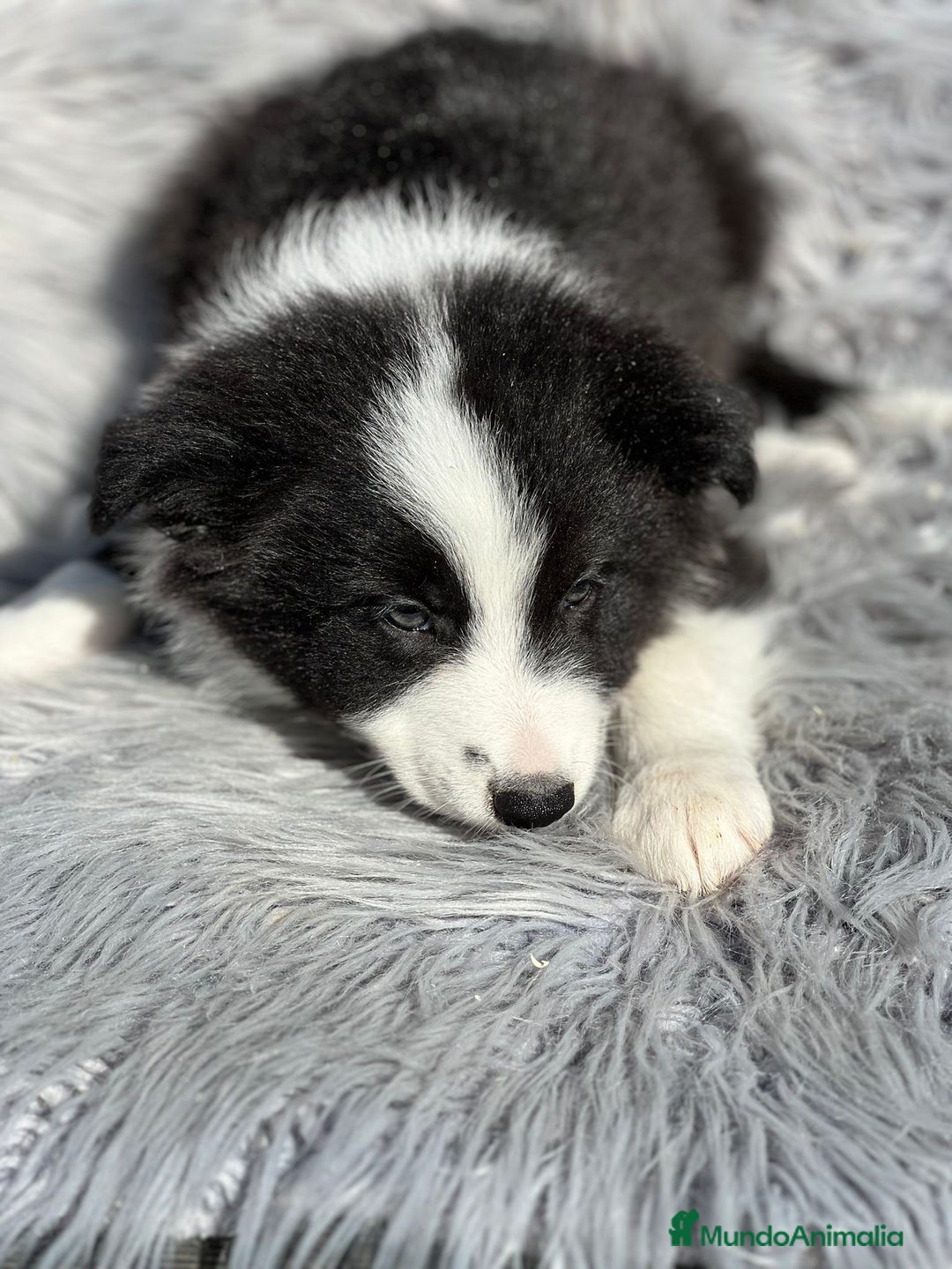 Border Collie perros en venta: Border collie  - Imagen 8