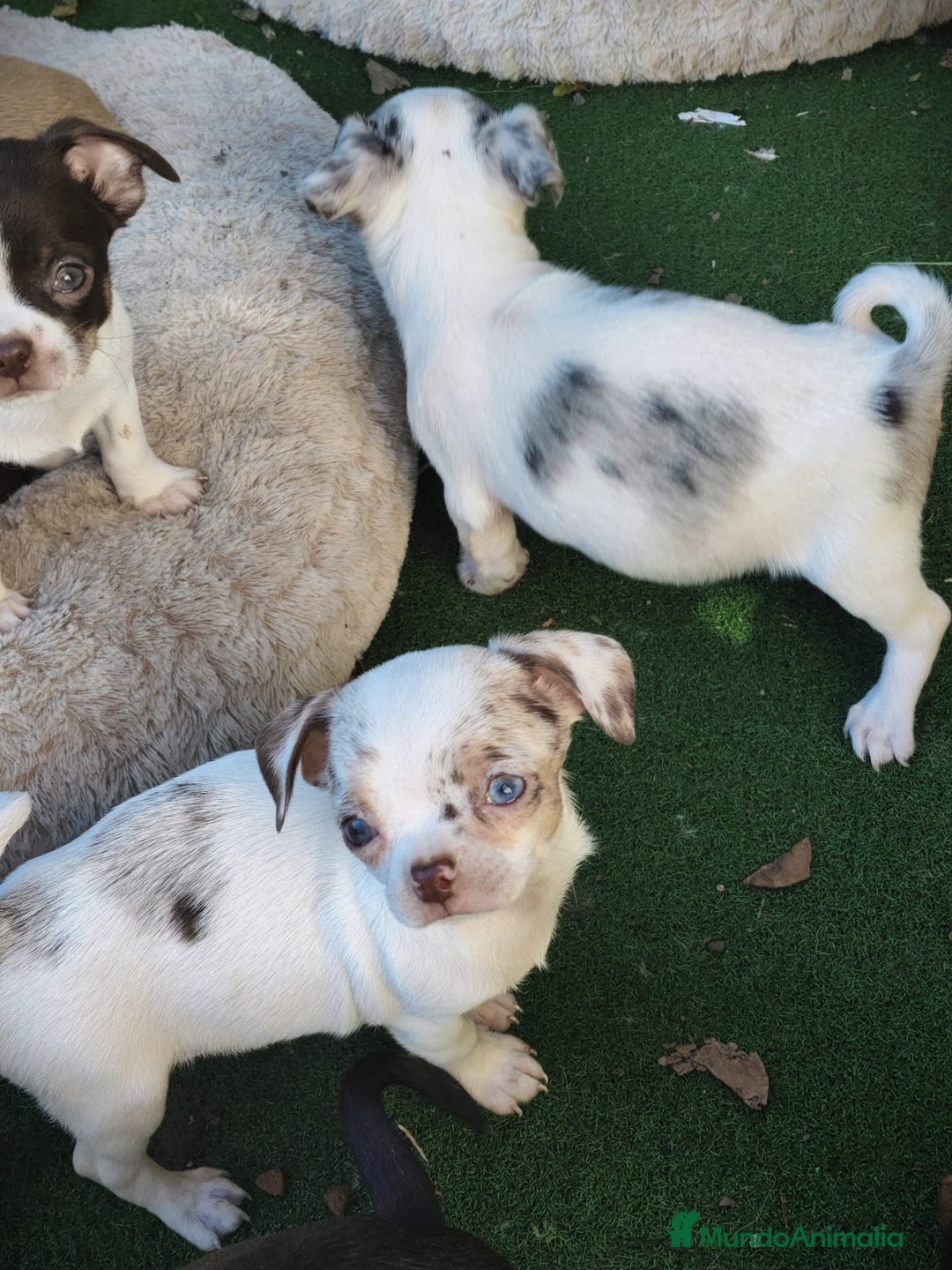 Chihuahua perros en venta: Chihuahua  - Anuncio 8