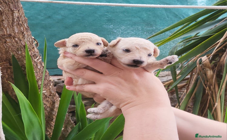 Caniche Toy perros - Anuncio 2