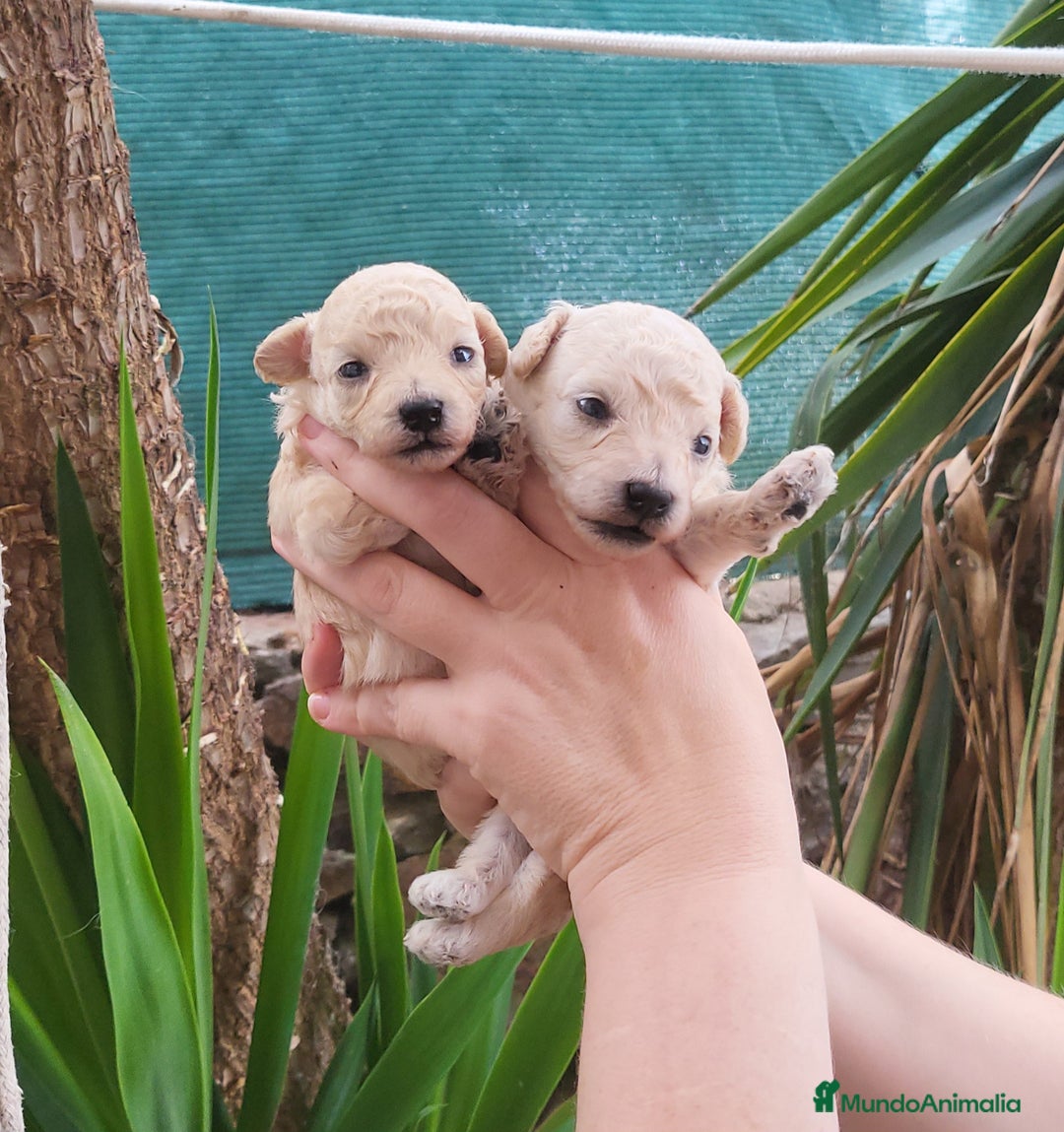 Caniche Toy perros en venta: Caniches toy toy - Imagen 1