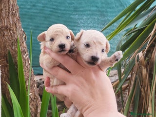 Caniche Toy perros - Anuncio 36