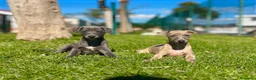 Pequeño Lebrel Italiano perros en venta: GALGO ITALIANO - Anuncio 2