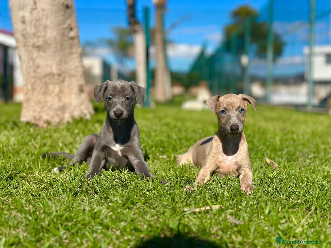 Pequeño Lebrel Italiano perros en venta: GALGO ITALIANO - Anuncio 2