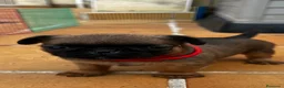 Petit Brabançon perros en venta: Petit Brabançon  - Anuncio 4