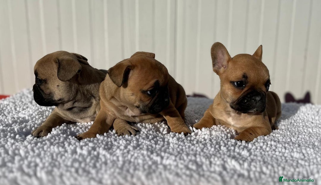 Bulldog Francés perros en venta: Bulldog francés cachorros Fwan  - Anuncio 7