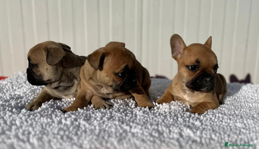 Bulldog Francés perros en venta: Bulldog francés cachorros Fwan  - Anuncio 7