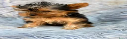 Yorkshire Terrier perros en venta: YORKSHIRE NEGRO FUEGO MACHO  - Anuncio 5