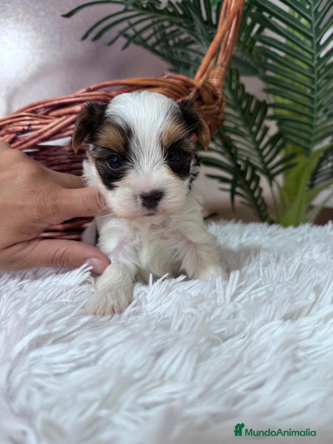 Yorkshire Terrier perros en venta: YORSKSHIRE BIEWER MACHO - Anuncio 8